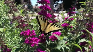 Anise Swallowtail Butterfly on Butterfly Bush