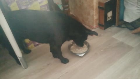 Pretty Dogs Eat Their Dinner With Pleasure