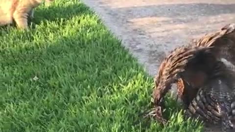 Injured owl vs cat