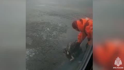 Adrift Husky Rescued From Ice Floe