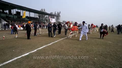 Horse dancing to the rhythm of dhol_ Only in India