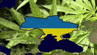 Massive cannabis bust in Russia