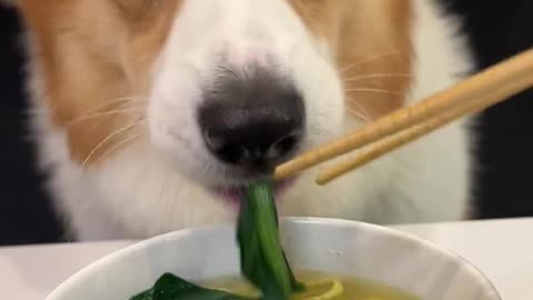 Corgi is the cutest dog eating 1 (5)