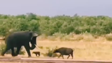 "Tiny Hero: The Buffalo Calf's Brave Battle Against the Elephant to Protect Mom"