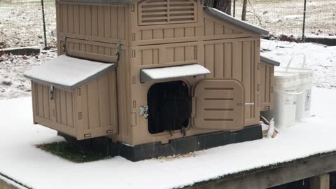 Our Flock's (Chickens) First Look at Snow!