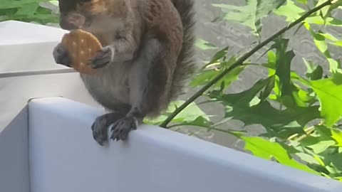 Squirrel eats ritz