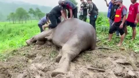 Rescuers perform CPR on elephant in Thailand