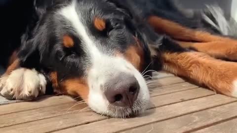 Cute pup enjoys a nap on a windy day