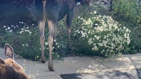 Moose Family Munch On Neighborhood Trees