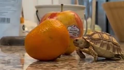 A baby turtle trying to eat orange
