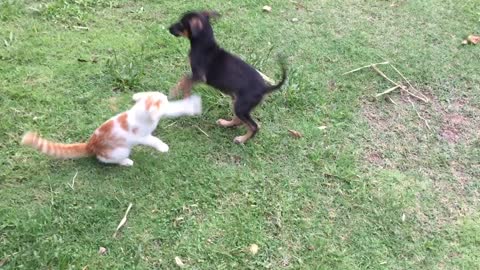 Funny dog fighting with cat funny animal video cute puppy