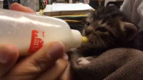 Adorable baby kitten bottle fed.