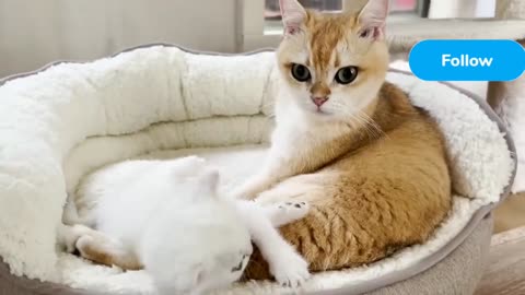 Cat videos | fanny cat videos | pet video | kittycat videos |