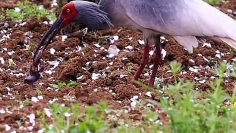 Crested ibis