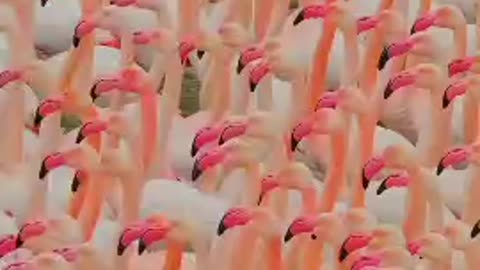 Ever seen one? Facts about flamingos
