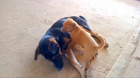 Puppies chase big dogs