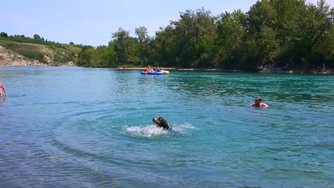 Dog demonstrates hilariously unique method of swimming