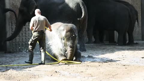 Elephant washing video Elephant video