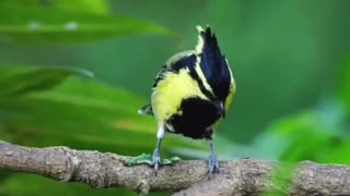 Beautiful birds 🐦 you must see