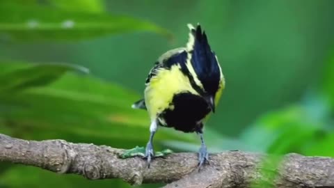 Beautiful birds 🐦 you must see