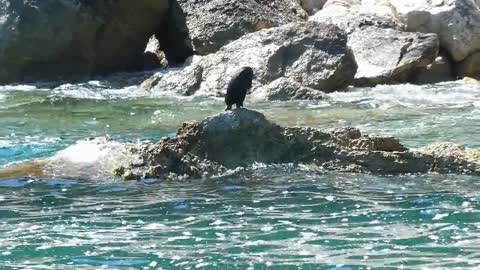 Animal Ave Cormorant Nature Water Bird Wild