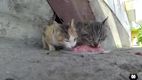 🐶 Stray Scared Cat Eats First Good Meal - Animal Rescue Videos