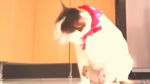 Cute and funny cat shorts videos compilation