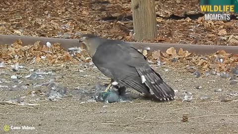 45 Horror & Shocking Moments Bird Swallows Prey In Seconds