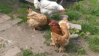 Good morning from my Garden! Ducks relax, little chicken 🍄🦆🌼
