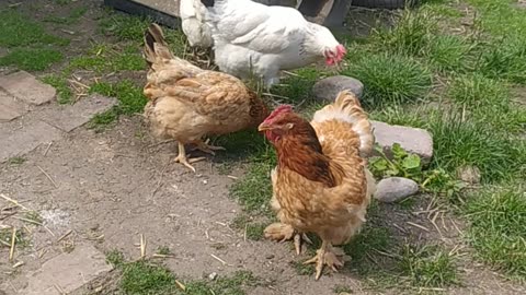 Good morning from my Garden! Ducks relax, little chicken 🍄🦆🌼