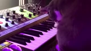 Bach the cat plays!!?