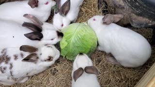 Rabbits eating cabbage