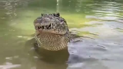 An alligator swallowed the whole chicken rapidly