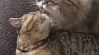 Cutest Kitty Grooming Session!