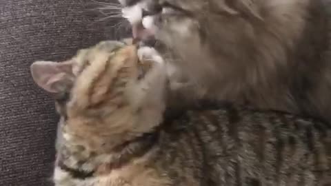 Cutest Kitty Grooming Session!