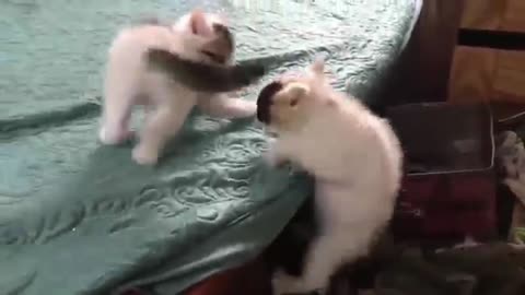 Cats fight part 02