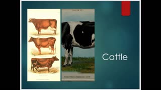 Cattle Inbreeding Rates in the Holstein and Jersey Breeds