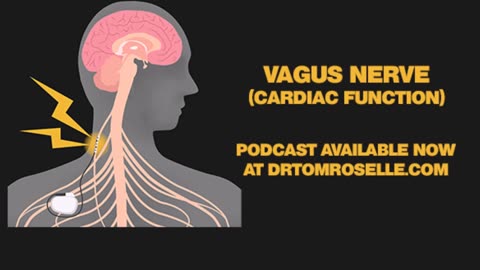 Vagus Nerve (Cardiac Function)