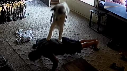 Husky "Helps" Dad With Workout