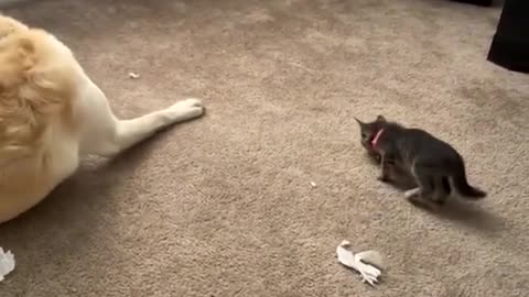 A dog playing with a kitten