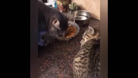 Best Funny Cats Video of 2021 - Try Not to Laugh