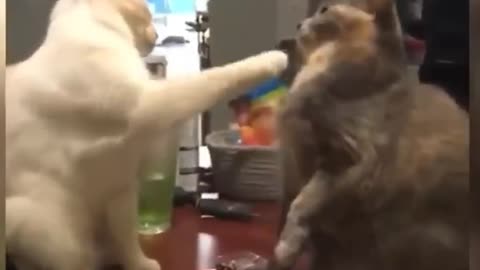 Cutest and funniest animals videos 🐶😺🐒🐼