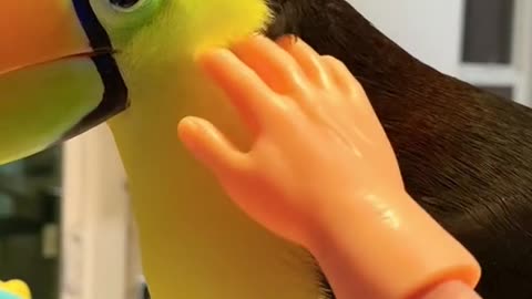Colorful bird enjoys being pet