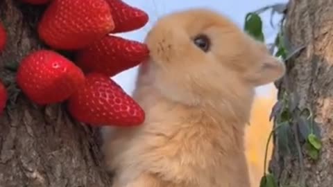 Rabbit eat different type food