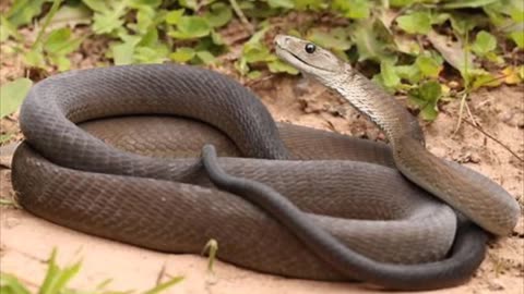 the black mamba snake the queen of africa