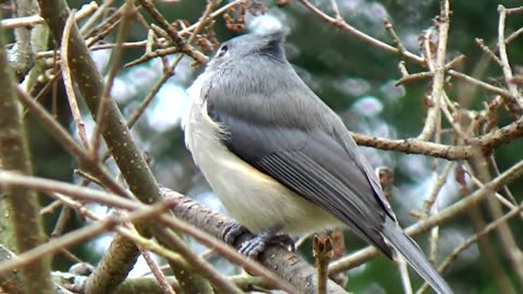 Tufted Titmouse