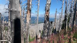 Oregon - Mount Hood - Wide Expansive Trailside Views