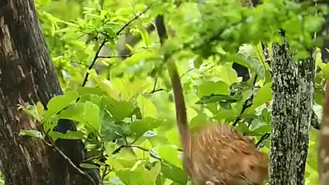 HD jungle book |⛺ tent life kyon hai| Discovery channel| wildlife sanctuary| wildlife conservation|