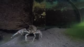 Crabby Crayfish