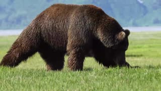Alaskan Monster Bears Go At It